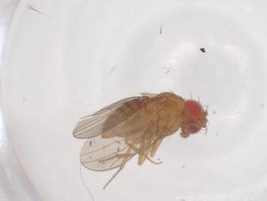  ( - CBG-B01281-B09)  @11 [ ] CreativeCommons - Attribution Share - Alike (2025) Centre for Biodiversity Genomics Centre for Biodiversity Genomics