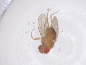  ( - CBG-B01282-F05)  @11 [ ] CreativeCommons - Attribution Share - Alike (2025) Centre for Biodiversity Genomics Centre for Biodiversity Genomics