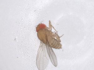  ( - CBG-B01282-F10)  @11 [ ] CreativeCommons - Attribution Share - Alike (2025) Centre for Biodiversity Genomics Centre for Biodiversity Genomics