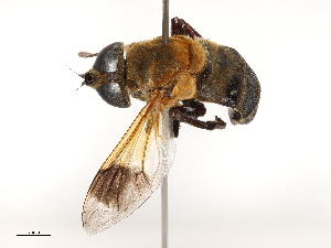  ( - CBG-B23318-D06)  @11 [ ] CreativeCommons - Attribution Share - Alike (2025) CBG Photography Group Centre for Biodiversity Genomics