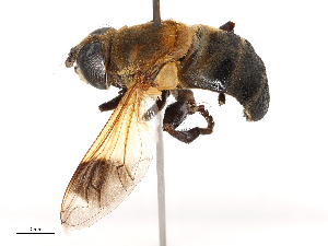  ( - CBG-B23318-D07)  @11 [ ] CreativeCommons - Attribution Share - Alike (2025) CBG Photography Group Centre for Biodiversity Genomics