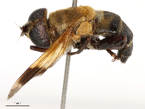  ( - CBG-B23318-D09)  @11 [ ] CreativeCommons - Attribution Share - Alike (2025) CBG Photography Group Centre for Biodiversity Genomics