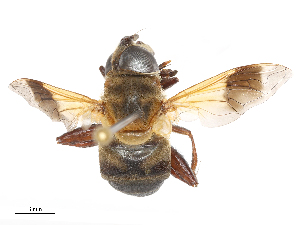  ( - CBG-B23318-D10)  @11 [ ] CreativeCommons - Attribution Share - Alike (2025) CBG Photography Group Centre for Biodiversity Genomics