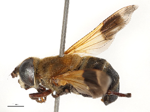  ( - CBG-B23318-D12)  @11 [ ] CreativeCommons - Attribution Share - Alike (2025) CBG Photography Group Centre for Biodiversity Genomics