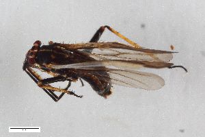  ( - ZFMK-TIS-11805)  @11 [ ] CreativeCommons  Attribution Share-Alike (by-sa) 640 (2014) Unspecified Zoologisches Forschungsmuseum Alexander Koenig