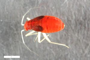  ( - ZFMK-TIS-2551069)  @11 [ ] CreativeCommons  Attribution Share-Alike (by-sa) 640 (2016) Unspecified Zoologisches Forschungsmuseum Alexander Koenig