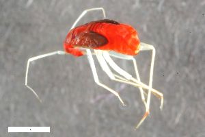  ( - ZFMK-TIS-2557968)  @11 [ ] CreativeCommons  Attribution Share-Alike (by-sa) 640 (2016) Unspecified Zoologisches Forschungsmuseum Alexander Koenig