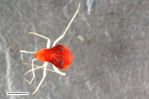  ( - ZFMK-TIS-2558068)  @11 [ ] CreativeCommons  Attribution Share-Alike (by-sa) 640 (2016) Unspecified Zoologisches Forschungsmuseum Alexander Koenig