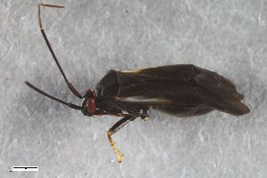  ( - ZFMK-TIS-2565019)  @11 [ ] CreativeCommons  Attribution Share-Alike (by-sa) 640 (2016) Unspecified Zoologisches Forschungsmuseum Alexander Koenig