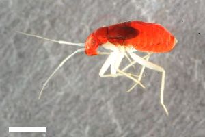  ( - ZFMK-TIS-2572799)  @11 [ ] CreativeCommons  Attribution Share-Alike (by-sa) 640 (2016) Unspecified Zoologisches Forschungsmuseum Alexander Koenig