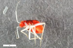  ( - ZFMK-TIS-2572850)  @11 [ ] CreativeCommons  Attribution Share-Alike (by-sa) 640 (2016) Unspecified Zoologisches Forschungsmuseum Alexander Koenig