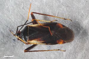  ( - ZFMK-TIS-2573001)  @11 [ ] CreativeCommons  Attribution Share-Alike (by-sa) 640 (2016) Unspecified Zoologisches Forschungsmuseum Alexander Koenig