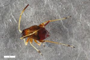  ( - ZFMK-TIS-2574864)  @11 [ ] CreativeCommons  Attribution Share-Alike (by-sa) 640 (2017) Unspecified Zoologisches Forschungsmuseum Alexander Koenig