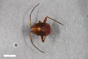  ( - ZFMK-TIS-2574903)  @11 [ ] CreativeCommons  Attribution Share-Alike (by-sa) 640 (2017) Unspecified Zoologisches Forschungsmuseum Alexander Koenig