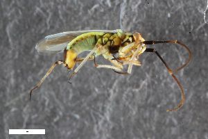  (Conostethus griseus - ZFMK-TIS-2579362)  @11 [ ] CreativeCommons  Attribution Share-Alike (by-sa) 640 (2016) Unspecified Zoologisches Forschungsmuseum Alexander Koenig