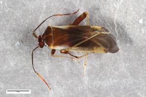  ( - ZFMK-TIS-2583092)  @11 [ ] CreativeCommons  Attribution Share-Alike (by-sa) 640 (2016) Unspecified Zoologisches Forschungsmuseum Alexander Koenig