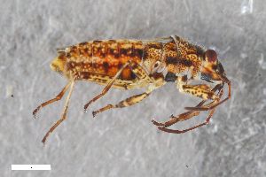  ( - ZFMK-TIS-2598805)  @11 [ ] CreativeCommons  Attribution Share-Alike (by-sa) 640 (2017) Unspecified Zoologisches Forschungsmuseum Alexander Koenig