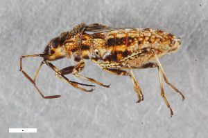  ( - ZFMK-TIS-2598806)  @11 [ ] CreativeCommons  Attribution Share-Alike (by-sa) 640 (2017) Unspecified Zoologisches Forschungsmuseum Alexander Koenig