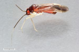  ( - ZFMK-TIS-7513)  @11 [ ] CreativeCommons  Attribution Share-Alike (by-sa) 640 (2013) Unspecified Zoologisches Forschungsmuseum Alexander Koenig