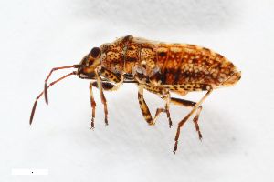  ( - ZFMK-TIS-7579)  @11 [ ] CreativeCommons  Attribution Share-Alike (by-sa) 640 (2013) Unspecified Zoologisches Forschungsmuseum Alexander Koenig