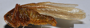  ( - ZYX024)  @12 [ ] CreativeCommons - Attribution (2010) Zhi-Jun Zhou Centre for Biodiversity Genomics