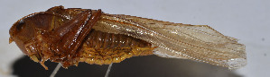  ( - ZYX025)  @12 [ ] CreativeCommons - Attribution (2010) Zhi-Jun Zhou Centre for Biodiversity Genomics