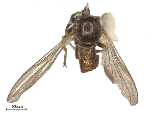  (Tomosvaryella sp. ON20 - BIOUG37844-E01)  @11 [ ] CreativeCommons - Attribution Share - Alike (2025) CBG Photography Group Centre for Biodiversity Genomics