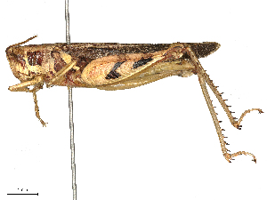  ( - CBG-B04143-B02)  @11 [ ] CreativeCommons - Attribution Share - Alike (2025) CBG Photography Group Centre for Biodiversity Genomics