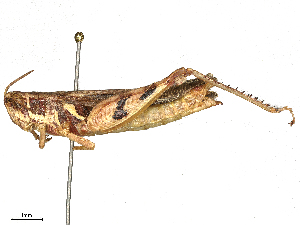  ( - CBG-B04143-B05)  @11 [ ] CreativeCommons - Attribution Share - Alike (2025) CBG Photography Group Centre for Biodiversity Genomics