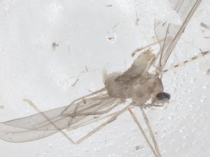  (Claspettomyia toelgi - CBG-B07007-C03)  @11 [ ] CreativeCommons - Attribution Share - Alike (2025) Centre for Biodiversity Genomics Centre for Biodiversity Genomics