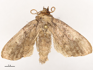 (Poeonoma - CBG-B07584-A09)  @11 [ ] CreativeCommons - Attribution Share - Alike (2025) CBG Photography Group Centre for Biodiversity Genomics
