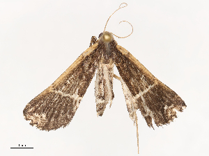  (Adrapsa occidens - CBG-B07584-B08)  @11 [ ] CreativeCommons - Attribution Share - Alike (2025) CBG Photography Group Centre for Biodiversity Genomics