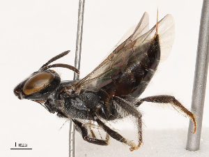  (Braunsapis foveata - CBG-B07585-F06)  @11 [ ] CreativeCommons - Attribution Share - Alike (2025) CBG Photography Group Centre for Biodiversity Genomics