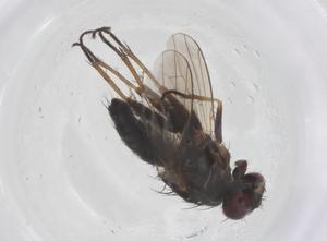  (Lispe pectinipes - CBG-B14834-D02)  @11 [ ] CreativeCommons - Attribution Share - Alike (2025) Centre for Biodiversity Genomics Centre for Biodiversity Genomics