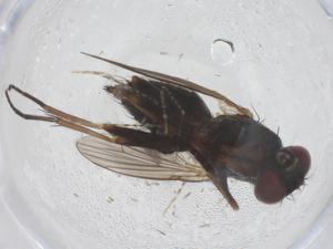  ( - CBG-B14834-E11)  @11 [ ] CreativeCommons - Attribution Share - Alike (2025) Centre for Biodiversity Genomics Centre for Biodiversity Genomics