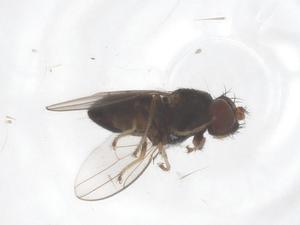  ( - CBG-B14944-H06)  @11 [ ] CreativeCommons - Attribution Share - Alike (2025) Centre for Biodiversity Genomics Centre for Biodiversity Genomics