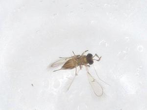  (Oligositinae - CBG-B17206-F07)  @11 [ ] CreativeCommons - Attribution Share - Alike (2025) Centre for Biodiversity Genomics Centre for Biodiversity Genomics