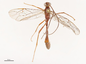  ( - CBG-B17285-B08)  @11 [ ] CreativeCommons - Attribution Share - Alike (2025) CBG Photography Group Centre for Biodiversity Genomics