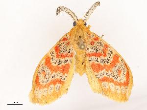  ( - CBG-B19172-C10)  @11 [ ] CreativeCommons - Attribution Share - Alike (2025) CBG Photography Group Centre for Biodiversity Genomics