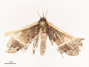  ( - CBG-B19175-G03)  @11 [ ] CreativeCommons - Attribution Share - Alike (2025) CBG Photography Group Centre for Biodiversity Genomics