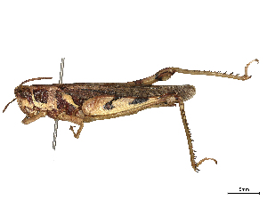  ( - CBG-B20284-G12)  @11 [ ] CreativeCommons - Attribution Share - Alike (2025) CBG Photography Group Centre for Biodiversity Genomics