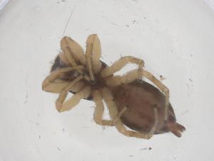  ( - CBG-B20376-B07)  @11 [ ] CreativeCommons - Attribution Share - Alike (2025) Centre for Biodiversity Genomics Centre for Biodiversity Genomics