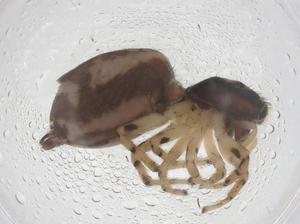  ( - CBG-B20376-D12)  @11 [ ] CreativeCommons - Attribution Share - Alike (2025) Centre for Biodiversity Genomics Centre for Biodiversity Genomics