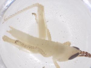  ( - CBG-B20378-G05)  @11 [ ] CreativeCommons - Attribution Share - Alike (2025) Centre for Biodiversity Genomics Centre for Biodiversity Genomics