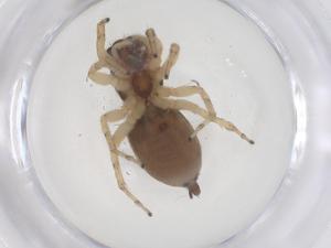  ( - CBG-B20384-F07)  @11 [ ] CreativeCommons - Attribution Share - Alike (2025) Centre for Biodiversity Genomics Centre for Biodiversity Genomics