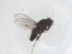  (Polytrichophora graeca - CBG-B20831-G10)  @11 [ ] CreativeCommons - Attribution Share - Alike (2025) Centre for Biodiversity Genomics Centre for Biodiversity Genomics