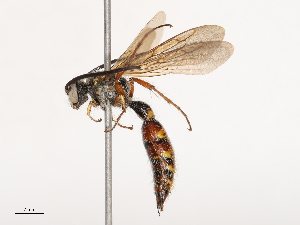  ( - CBG-B21228-A06)  @11 [ ] CreativeCommons - Attribution Share - Alike (2025) CBG Photography Group Centre for Biodiversity Genomics