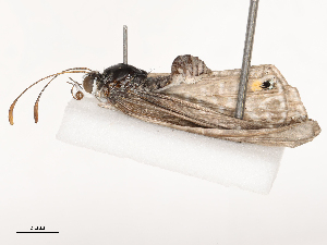  ( - CBG-B21228-D06)  @11 [ ] CreativeCommons - Attribution Share - Alike (2025) CBG Photography Group Centre for Biodiversity Genomics