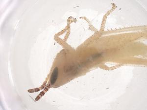  ( - CBG-B21273-A01)  @11 [ ] CreativeCommons - Attribution Share - Alike (2025) Centre for Biodiversity Genomics Centre for Biodiversity Genomics