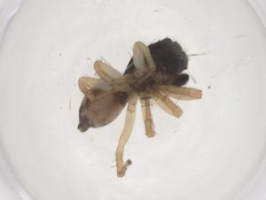  ( - CBG-B21340-A06)  @11 [ ] CreativeCommons - Attribution Share - Alike (2025) Centre for Biodiversity Genomics Centre for Biodiversity Genomics